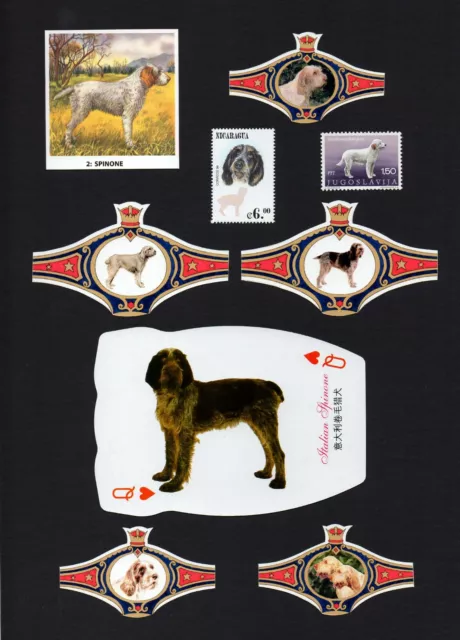 Italian Spinone Mounted Set Of Dog Collectible Cards And Bands And Stamps