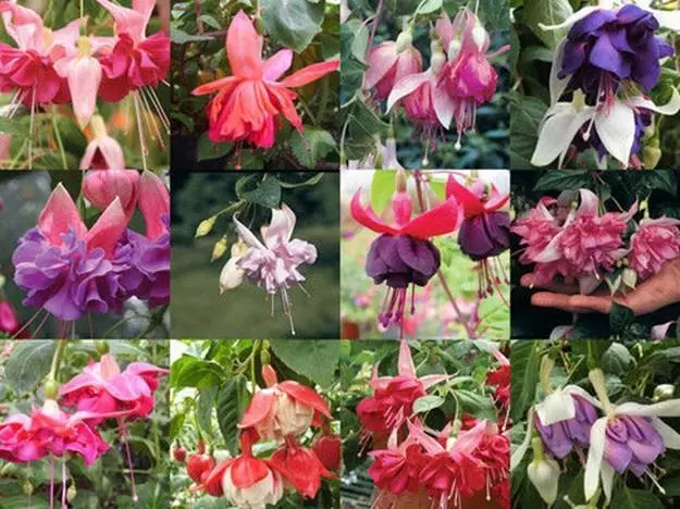 Hardy Bush Fuchsia 'Mixed Varieties' Summer Garden Plug Plants Pack x12