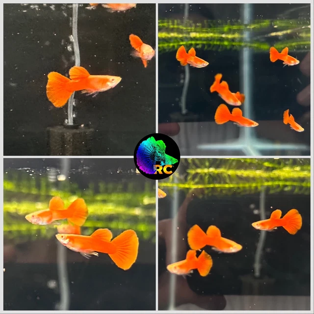 1 Trio (Juvenile) - Albino Full Red Big Dorsal - High Quality Live Guppy Fish