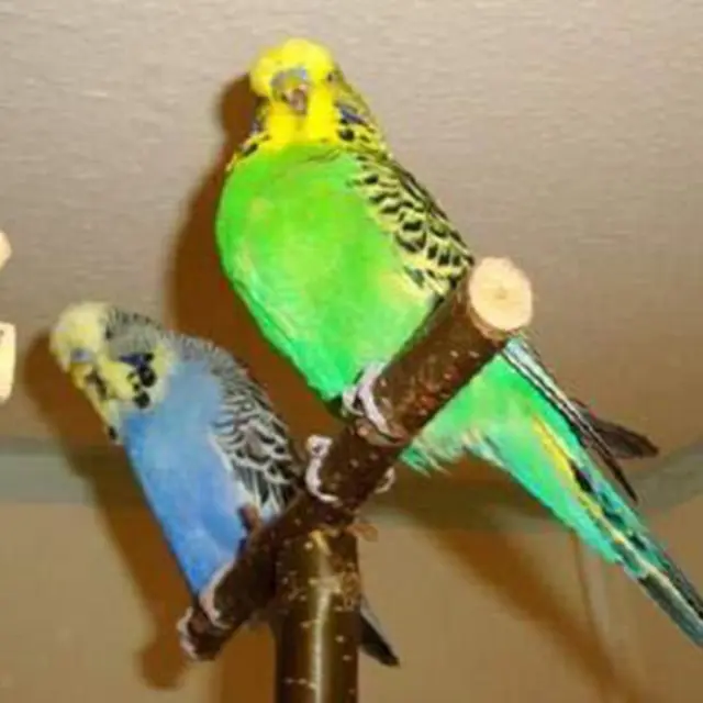 Haustier Vogel Papagei Spielzeug Holzstange Hängende Schaukel aus Holz 15x18cm