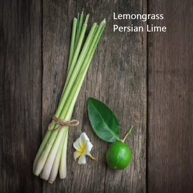 PREMIUM HIGHLY SCENTED REED DIFFUSER REFILLS - Lemongrass & Persian Lime