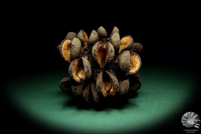 Banksia speciosa Australia árboles de plata recientes frutos secos frutos secos
