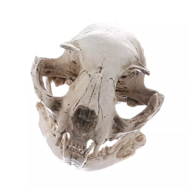 Realistic Cat Skull Replica  Teaching Skeleton Model Collectible Prop