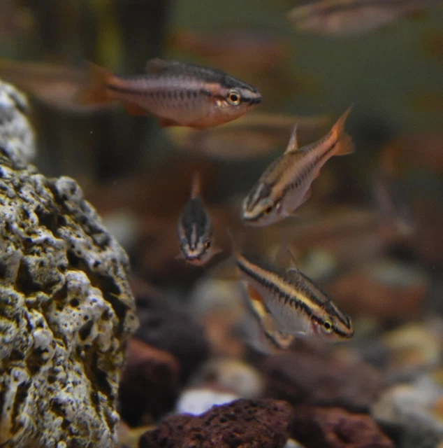 Live Cherry Barb (Pack of 5 Freshwater Aquarium Fish) PLS READ DESC