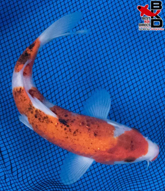 8" GOSHIKI Live Koi Fish Garden Pond Fin BKD T8