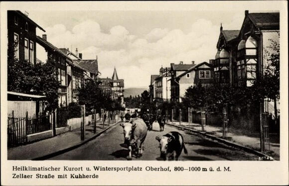 Ak Oberhof, Zellaer Straße mit Kuhherde, Villen - 3060708