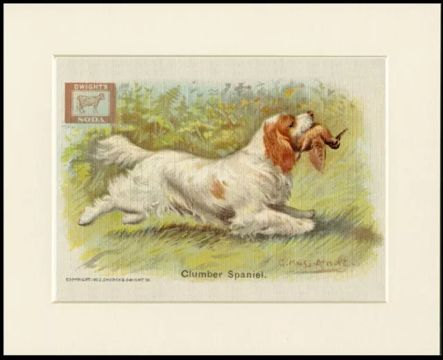 Clumber Spaniel Soda Advert Lovely Dog Art Print Mounted Ready To Frame