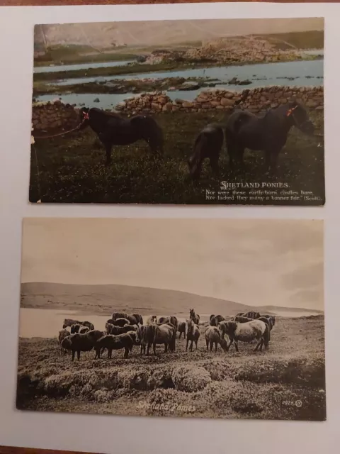 Early Shetland Postcard x 2. Shetland Ponies.