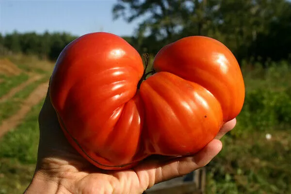 TOMATE CORAZÓN DE BUEY GIGANTE, 50 semillas + GRATIS + ENVÍO GRATIS