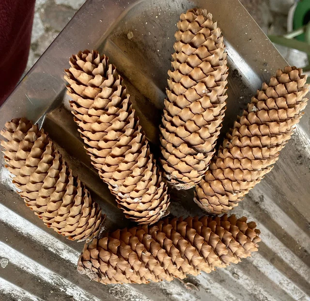 Tannenzapfen Fichtenzapfen 7 Stück Bio 8 -15 cm lang Basteln Deko