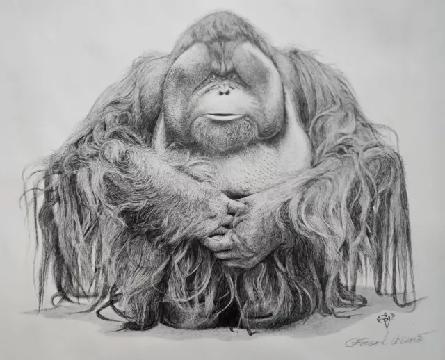 Orangatang Drawing Print by Smithsonian Artist George L. Venable 1978 , Signed.