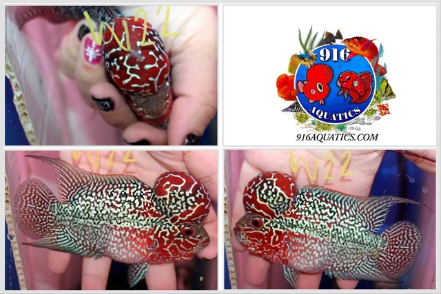 3.5 Inch High Grade Super Red Dragon Live Flowerhorn #W22