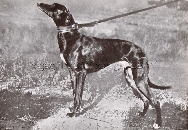 DOG Whippet English Snap Dog Champion (Named) Portrait, Vintage Print 1930s #1