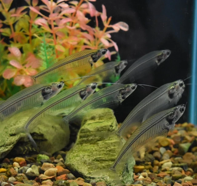 Live Ghost Glass Catfish (3" Freshwater Aquarium Fish) *PLS READ DESCR* 3