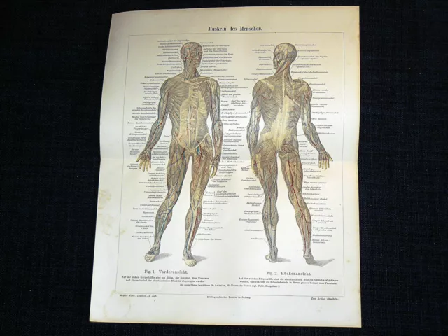 MUSKELN des MENSCHEN Muskulatur Anatomie - Lithographie von 1896 – 125 Jahre ORI
