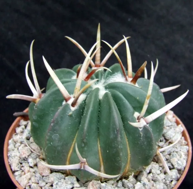 Stenocactus Coptonogonus flowering-size 6.2cm collectors Mexican cactus