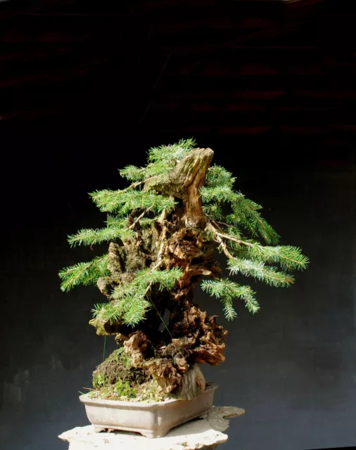 Bonsai outdoor winterhart Serbische Fichte, Picea,  Tanuki  H60 B60 D29 cm