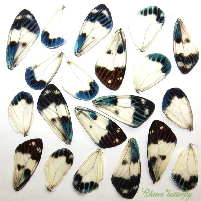 GIFT 20 pcs small  REAL BUTTERFLY wing material  DIY artwork jewelry  #14