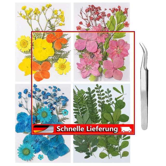 CRGANGZY Flores secas f? Forma de resina, flores secas reales bl?ter natural
