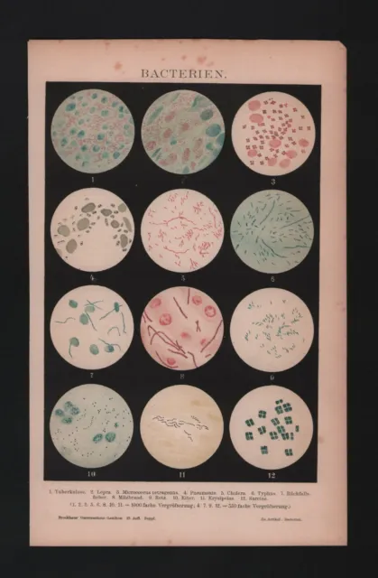 Chromo-Lithografie 1887: Bakterien. Cholera Typhus Milzbrand