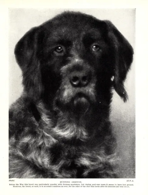1930s Antique GERMAN WIREHAIRED Pointer Pointing Griffon Dog Print  4981h