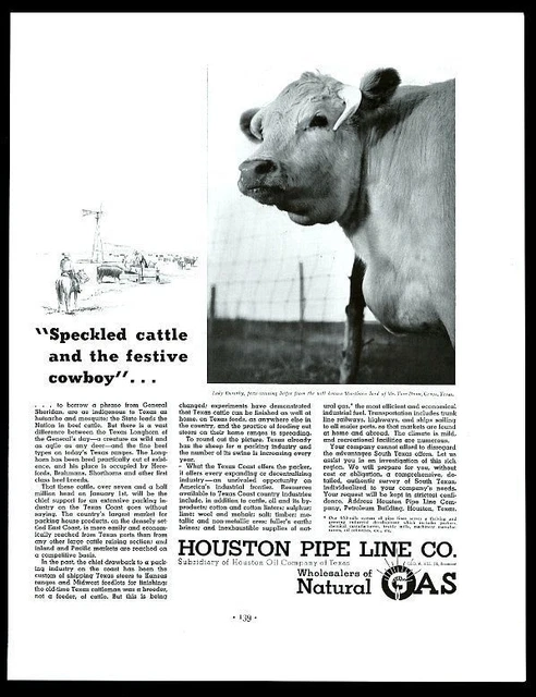 1937 Shorthorn cow heifer photo Houston natural gas pipe line vintage print ad