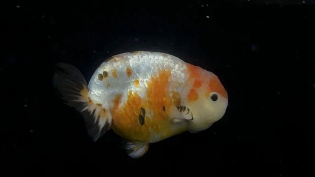 Live Fancy Goldfish Tircolor Ranchu