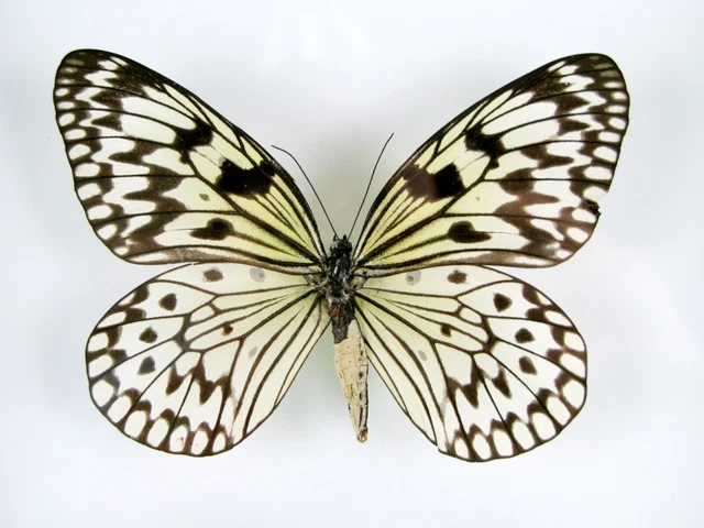 3 real beautiful and huge butterflies in the XXl showcase - single piece - 29 2