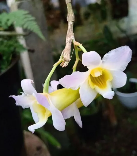 Orchid Orchidee Dendrobium paathii  (K4)