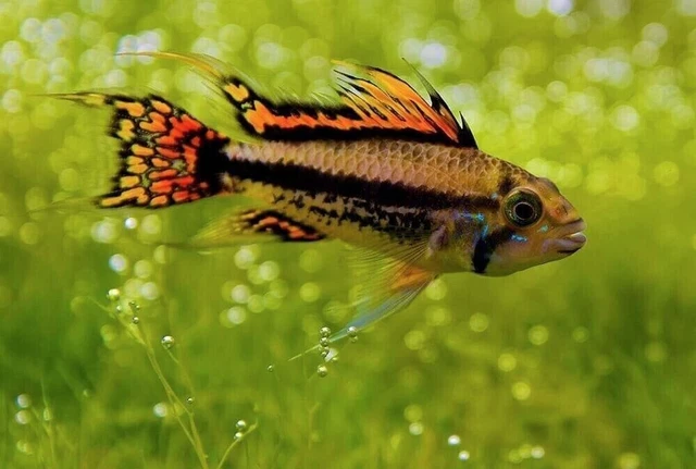 Apistogramma Cacatuoides Triple Red Breeding Pair - Dwarf Cichlid!