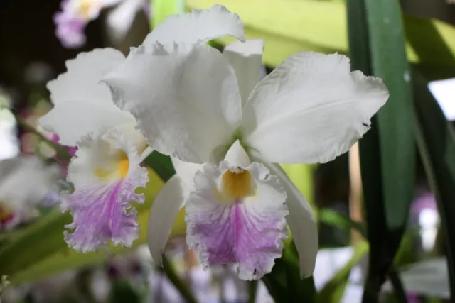 Orchidee Cattleya labiata semi-alba ‚Amesiana‘ / Jungpflanze / in Wachsphase