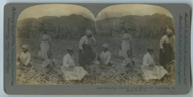 Keystone View Co. Stereoview Card PREPARING SELECTED CANE STOCKS St. Kitts