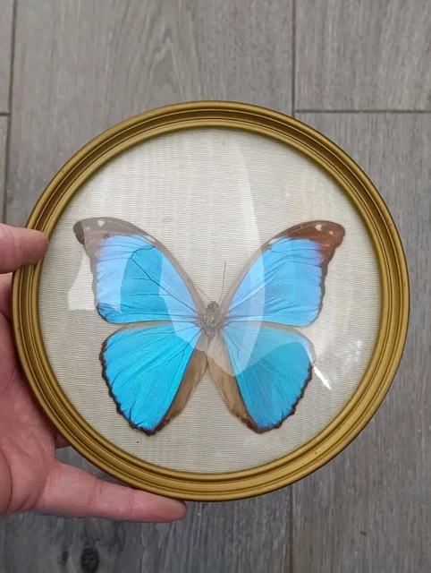 Cadre Taxidermie Artistique – Perroquet & Ailes De Papillon – Œuvre De Joshua Balaka