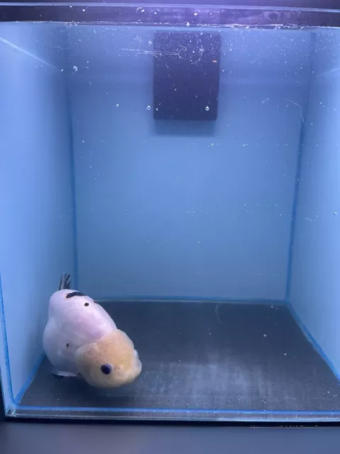 Milk Cow Ranchu READ ￼ DESCRIPTION