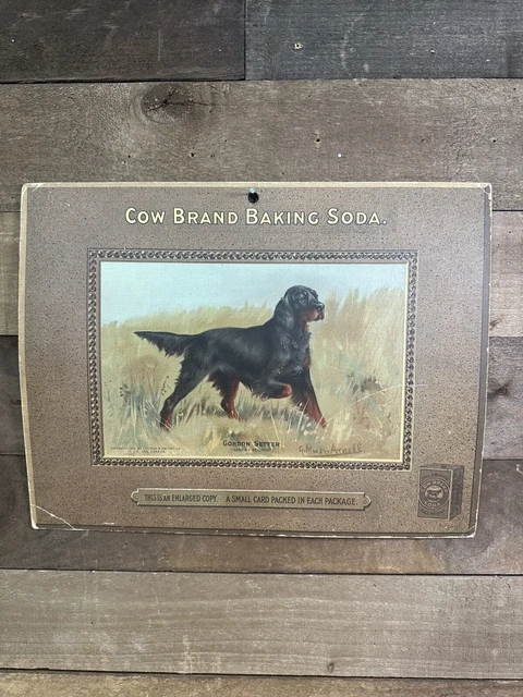 Antique 1903 Cow Brand Baking Soda Antique Lithograph Advertising Gordon Setter