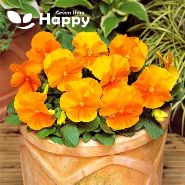 PANSY CLEAR CRYSTALS ORANGE - 300 SEEDS - Viola wittrockiana - BIENNIAL FLOWER