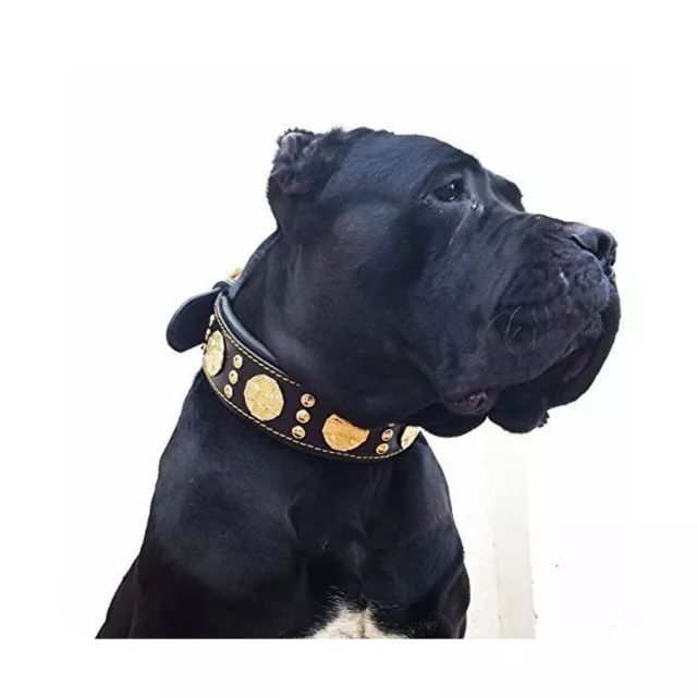 Bestia Maximus Genuine Leather Dog Collar, Large Breeds, Cane Corso, Rottweil...
