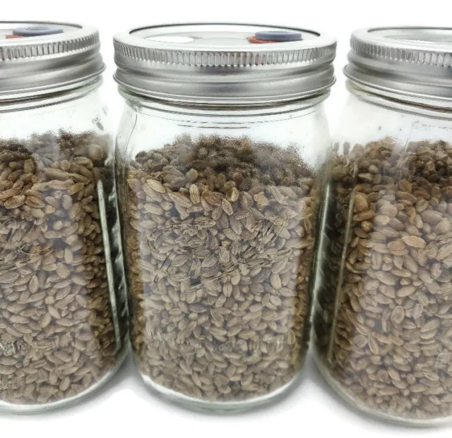 Sterilized Rye Grain (Rye Berry) Mushroom Substrate Growing jars,  1pint 3