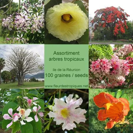 Assortiment Arbres tropicaux - 100 Graines / Seeds