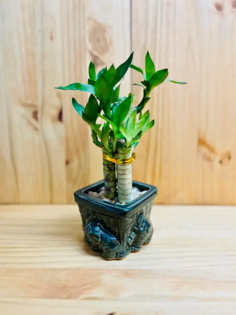 Lucky Lotus Bamboo in Ceramic Vase