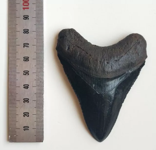 Gift idea Young Megalodon Shark Tooth Fossil Resin REPLICA *BLACK*