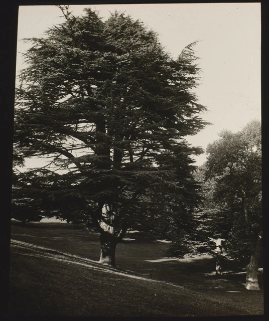 ANTIQUE Magic Lantern Slide CEDAR TREE KNOWLE PARK SIDMOUTH C1900 PHOTO DEVON