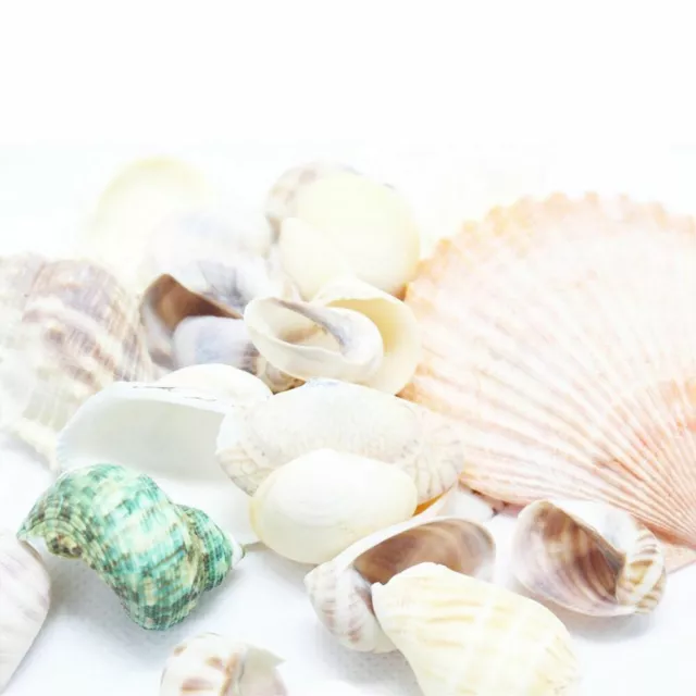 200g Beach Mixed SeaShells Mix Sea Shells Shell Craft SeaShells Aquarium 3