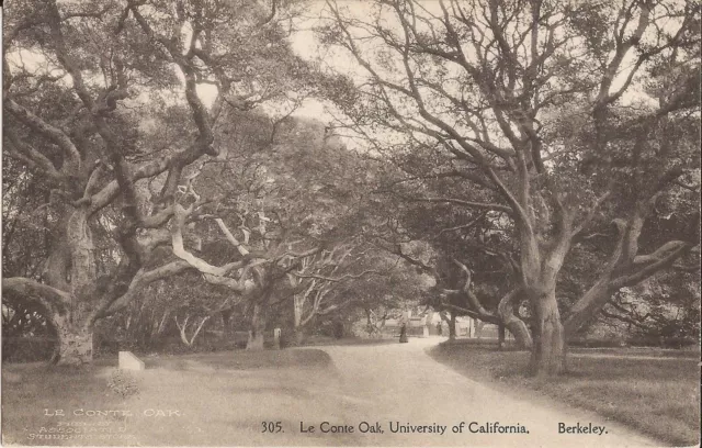 Berkley, CA - University of California - Le Conte Oak