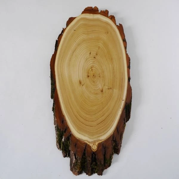 Acacia Escudo de Trofeo Ciervo Rojo Cornamenta Asta Baumscheibe Af 47cm 3
