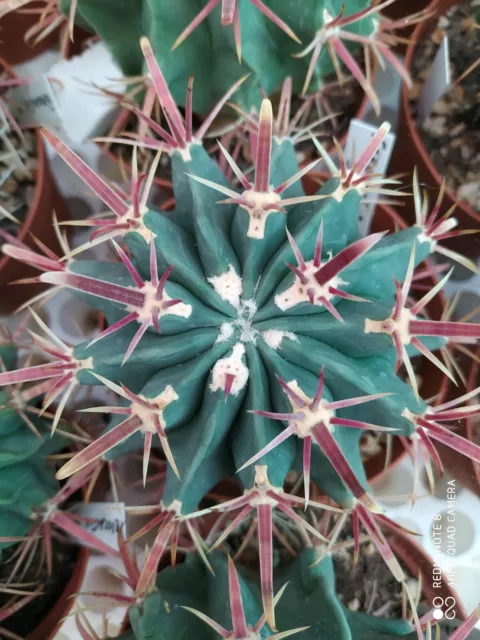 Ferocactus Recurvus Pot20 Cactus Succulente Piante Grasse No Copiapoa Aztekium