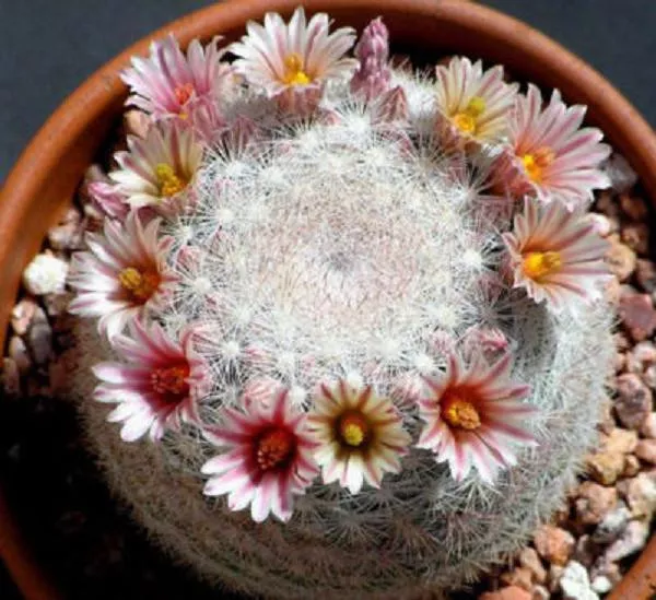 Mammillaria candida @J@ rare cactus cacti seed 20 SEEDS