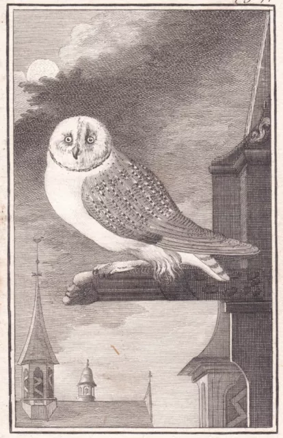 Gravure XVIIIe Effraie Clochers Chouette Tyto Alba Schleiereule Barn owl  1770 2