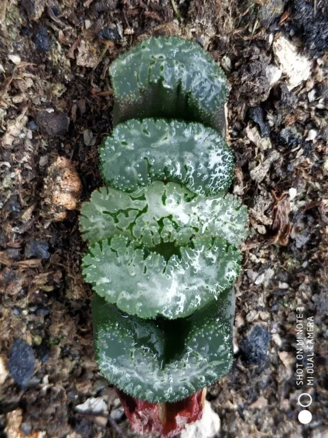 6CM Succulent Live Plant Haworthia Truncata Araiso Liliaceae Home Garden Rare