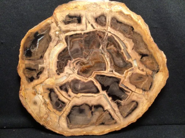 ~Rw~ Outstanding "Petrified Wood Round" ~~ Sweet Home Area